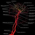 G2.T15.3-17.3.V4.C2.L1.Intracranial arterial system left-Extracranial arteries left