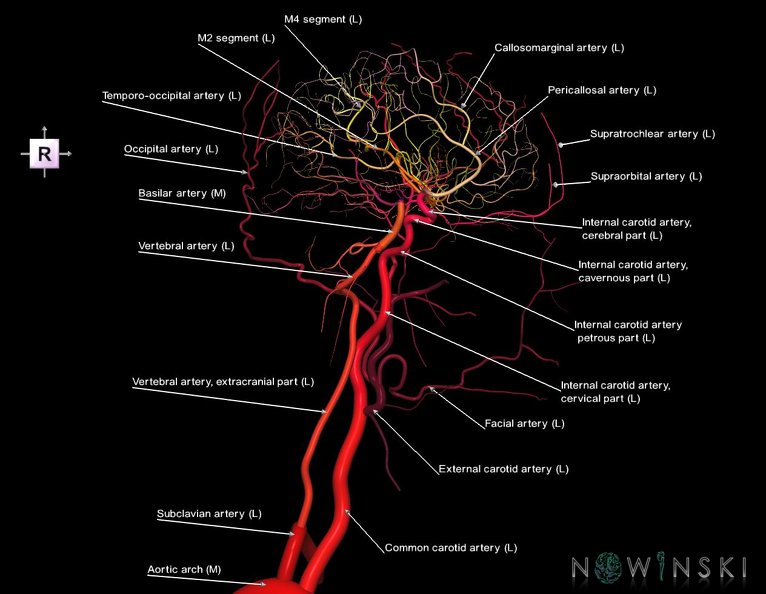G2.T15.3-17.3.V4.C2.L1.Intracranial_arterial_system_left-Extracranial_arteries_left.tiff