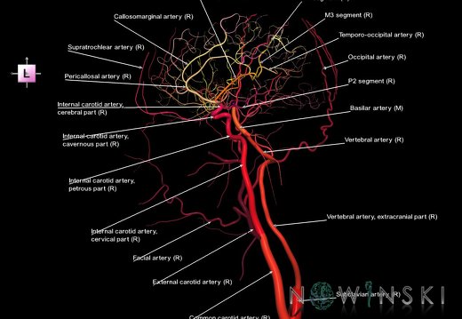 G2T15.4-17.4.Intracranial-ExtracranialArteriesRight
