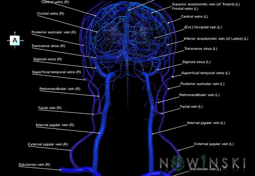 G2.T16.1-18.2.V1.C2.L1.Intracranial venous system whole-Extracranial veins all