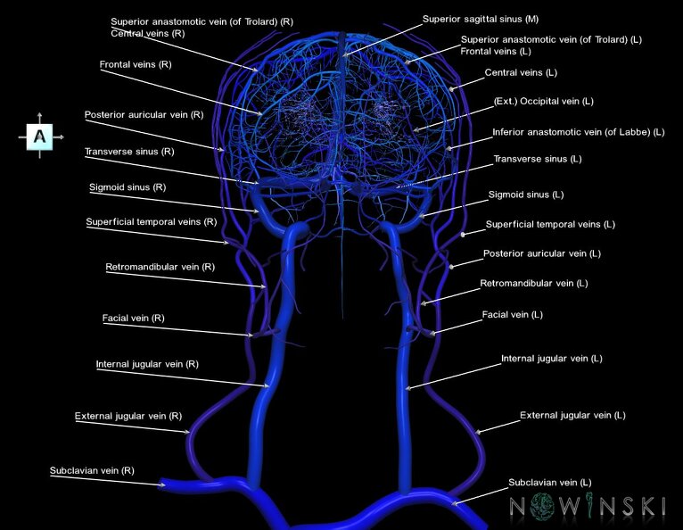 G2.T16.1-18.2.V1.C2.L1.Intracranial_venous_system_whole-Extracranial_veins_all.tiff