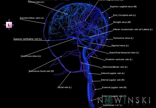G2.T16.1-18.2.V2.C2.L1.Intracranial venous system whole-Extracranial veins all