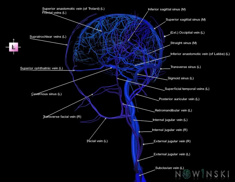G2.T16.1-18.2.V2.C2.L1.Intracranial_venous_system_whole-Extracranial_veins_all.tiff
