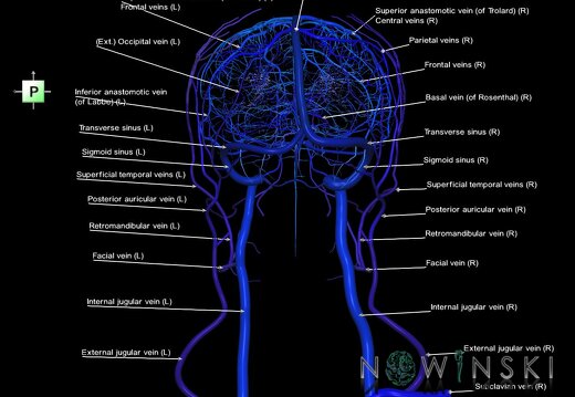 G2.T16.1-18.2.V3.C2.L1.Intracranial venous system whole-Extracranial veins all