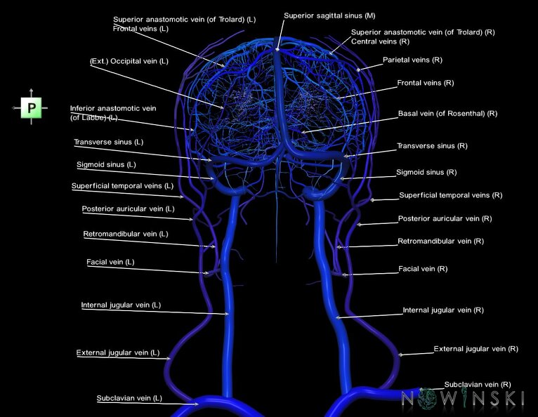 G2.T16.1-18.2.V3.C2.L1.Intracranial_venous_system_whole-Extracranial_veins_all.tiff