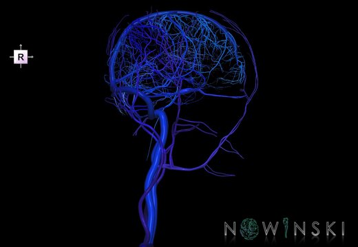 G2T16.1-18.2.IntracranialVenousSystemWhole-ExtracranialVeinsAll
