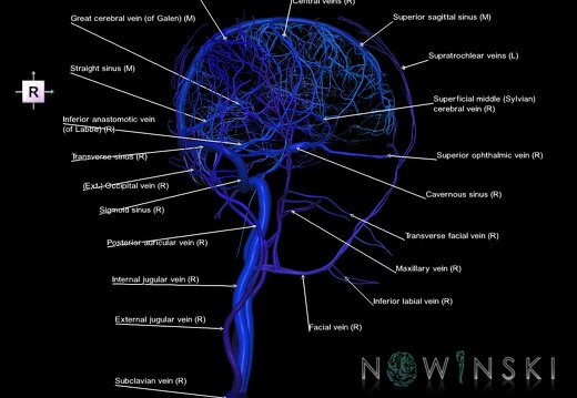 G2.T16.1-18.2.V4.C2.L1.Intracranial venous system whole-Extracranial veins all