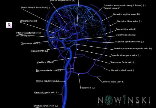 G2T16.2-18.3.IntracranialVenousSystemLeft-ExtracranialVeinsLeft