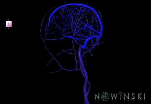 G2.T16.3-18.4.V4.C1.L0.Intracranial venous system right-Extracranial veins right