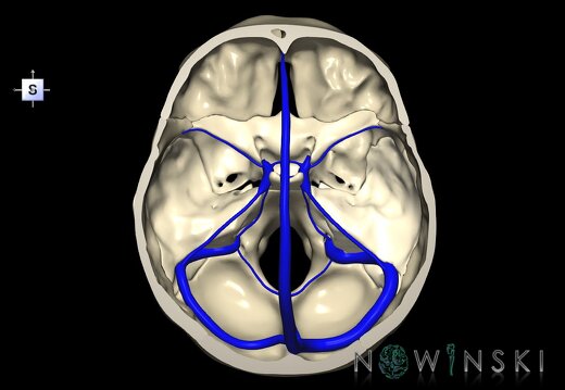 G2.T16.4-22.3.V5.C1.L0.Dural sinuses–Skull base