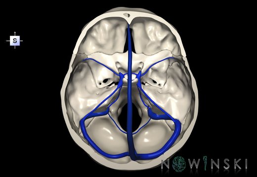 G2.T16.4-22.3.V5.C2.L0.Dural sinuses–Skull base