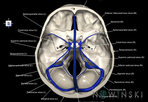 G2.T16.4-22.3.V5.C2.L1.Dural sinuses–Skull base