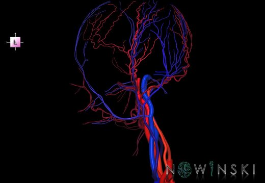 G2.T17.2-18.2.V2.C2.L0.Extracranial arteries all–Extracranial veins all
