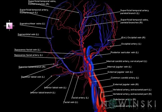 G2.T17.2-18.2.V2.C2.L1.Extracranial arteries all–Extracranial veins all