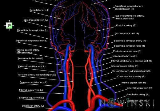 G2.T17.2-18.2.V3.C2.L1.Extracranial arteries all–Extracranial veins all