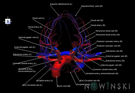 G2T17-18.ExtracranialArteries-ExtracranialVeins