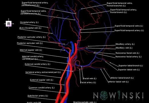 G2T17.3-18.3.ExtracranialArteriesLeft-ExtracranialVeinsLeft