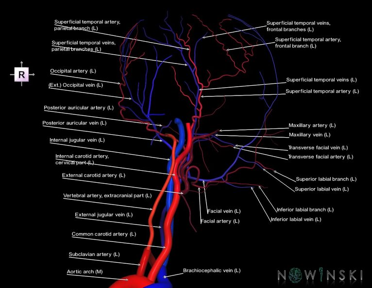 G2.T17.3-18.3.V4.C2.L1.Extracranial_arteries_left–Extracranial_veins_left.tiff