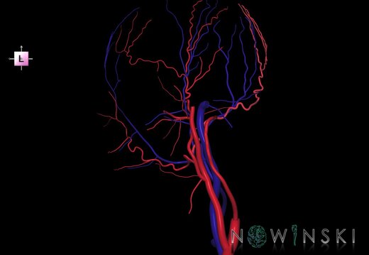 G2.T17.4-18.4.V2.C1.L0.Extracranial arteries right–Extracranial veins right