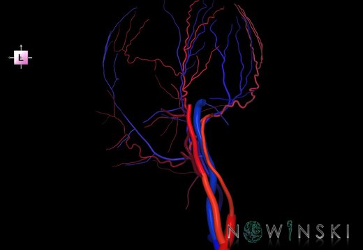 G2.T17.4-18.4.V2.C2.L0.Extracranial arteries right–Extracranial veins right