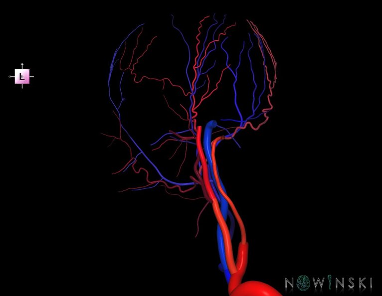 G2.T17.4-18.4.V2.C2.L0.Extracranial_arteries_right–Extracranial_veins_right.tiff