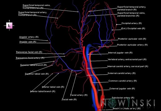 G2T17-18.ExtracranialArteries-ExtracranialVeins