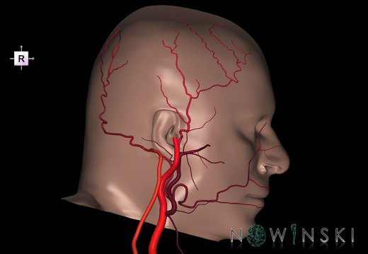 G2.T17.3-24.2.V4.C2.L0.Extracranial arteries left–Skin left