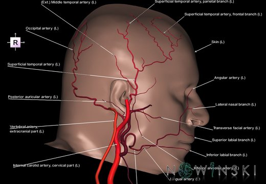 G2.T17.3-24.2.V4.C2.L1.Extracranial arteries left–Skin left