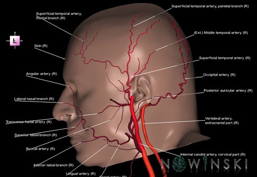 G2T17.4-24.3.ExtracranialArteriesRight-SkinRight