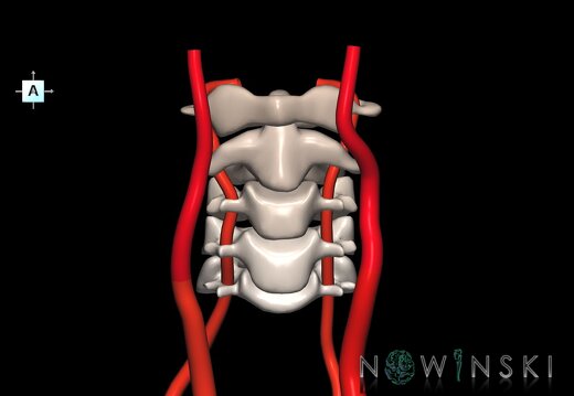 G2.T17.1-23.V1.C2.L0.Extracranial arteries main–Cervical spine