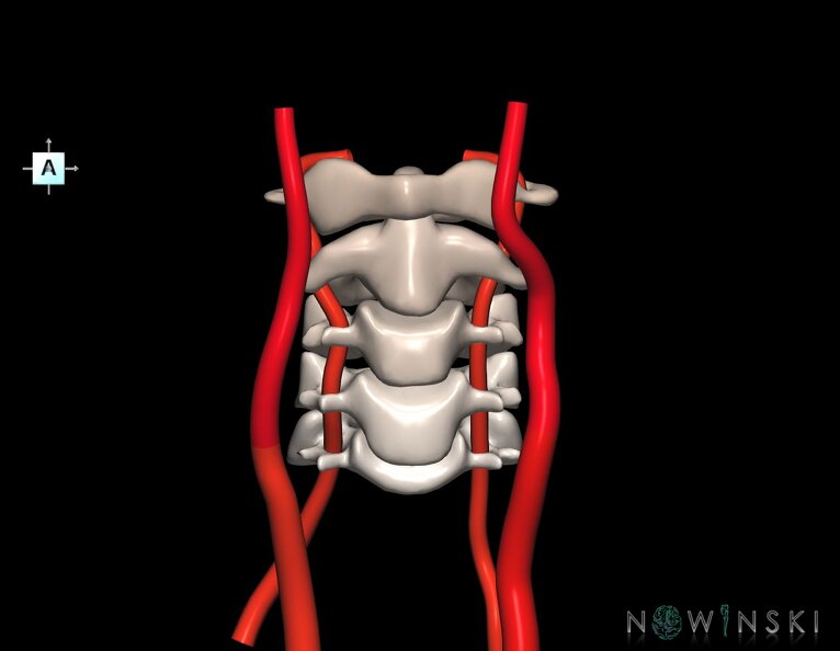 G2.T17.1-23.V1.C2.L0.Extracranial_arteries_main–Cervical_spine.tiff