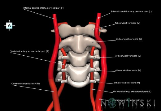 G2.T17.1-23.V1.C2.L1.Extracranial arteries main–Cervical spine