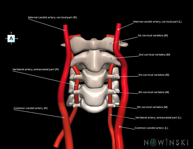 G2.T17.1-23.V1.C2.L1.Extracranial_arteries_main–Cervical_spine.tiff