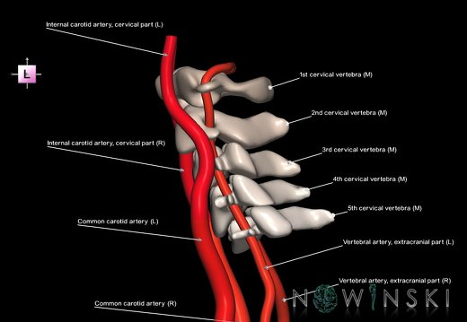 G2T17.1-23.ExtracranialArteriesMain-CervicalSpine