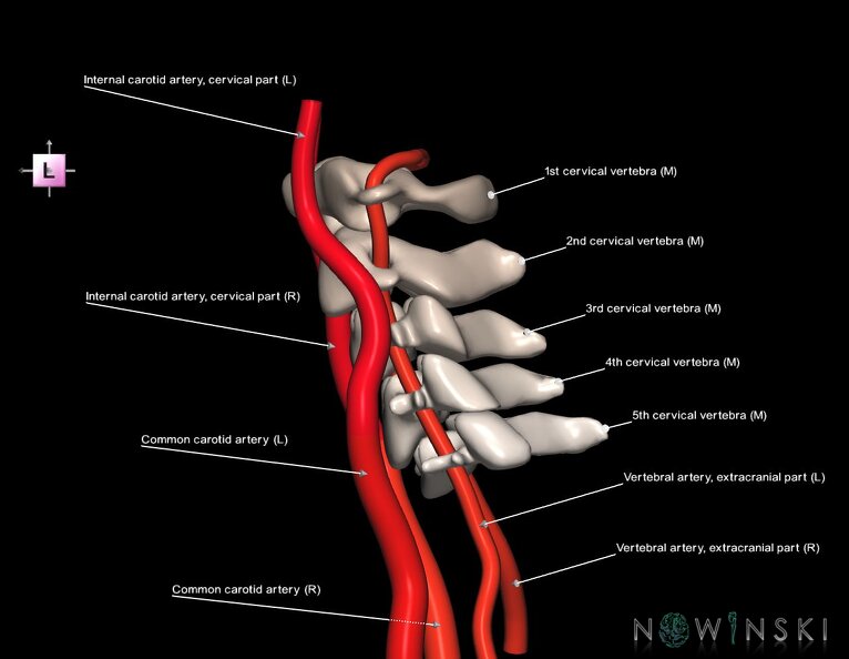 G2.T17.1-23.V2.C2.L1.Extracranial_arteries_main–Cervical_spine.tiff