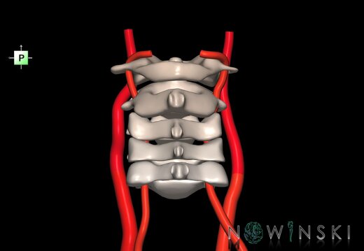 G2.T17.1-23.V3.C2.L0.Extracranial arteries main–Cervical spine