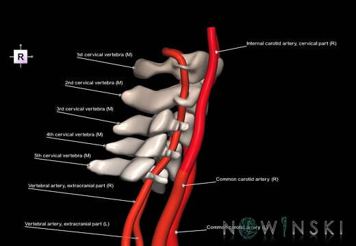 G2.T17.1-23.V4.C2.L1.Extracranial arteries main–Cervical spine