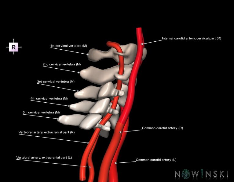 G2.T17.1-23.V4.C2.L1.Extracranial_arteries_main–Cervical_spine.tiff