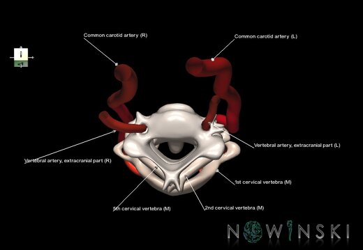 G2.T17.1-23.V7.C2.L1.Extracranial arteries main–Cervical spine