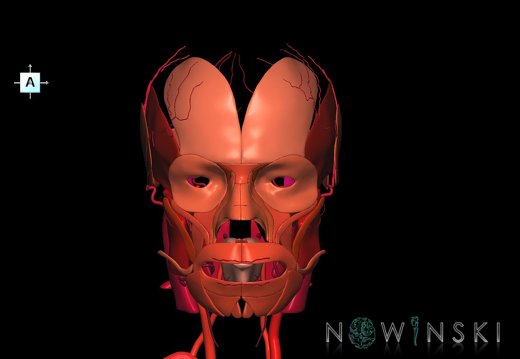 G2.T17.2-20.1.V1.C2.L0.Extracranial arteries all–Head muscles all