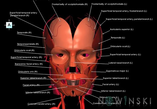 G2.T17.2-20.1.V1.C2.L1.Extracranial arteries all–Head muscles all