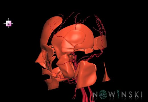 G2.T17.2-20.1.V2.C1.L0.Extracranial arteries all–Head muscles all