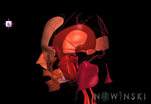 G2.T17.2-20.1.V2.C2.L0.Extracranial arteries all–Head muscles all