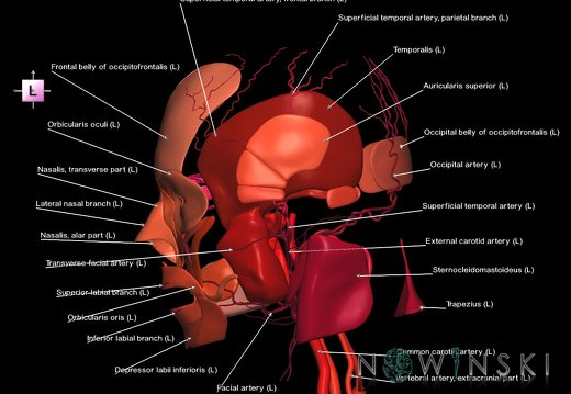 G2.T17.2-20.1.V2.C2.L1.Extracranial arteries all–Head muscles all