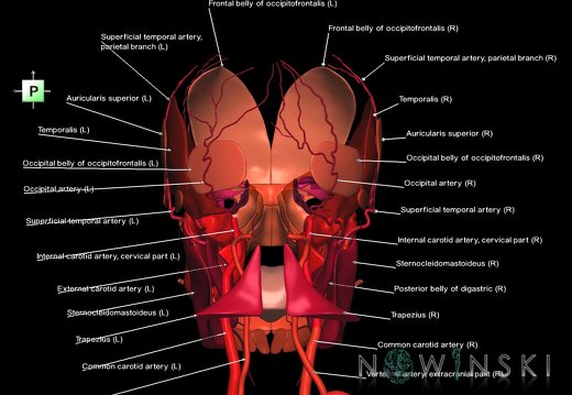 G2.T17.2-20.1.V3.C2.L1.Extracranial arteries all–Head muscles all