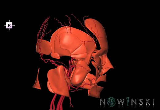 G2.T17.2-20.1.V4.C1.L0.Extracranial arteries all–Head muscles all