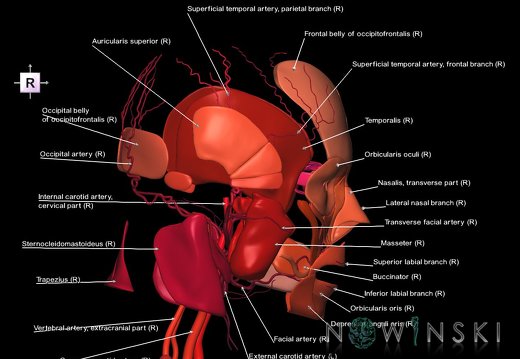 G2.T17.2-20.1.V4.C2.L1.Extracranial arteries all–Head muscles all