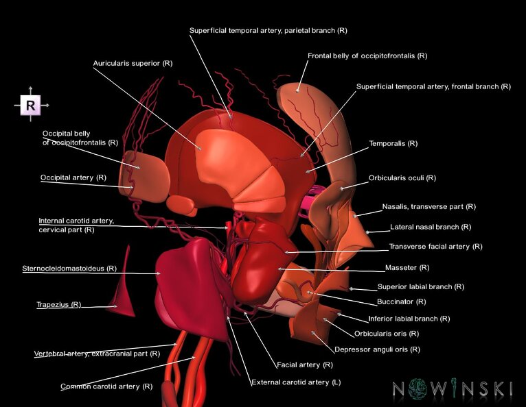 G2.T17.2-20.1.V4.C2.L1.Extracranial_arteries_all–Head_muscles_all.tiff