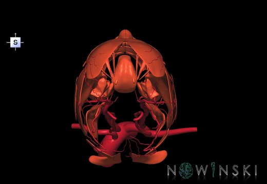 G2.T17.2-20.1.V5.C1.L0.Extracranial arteries all–Head muscles all