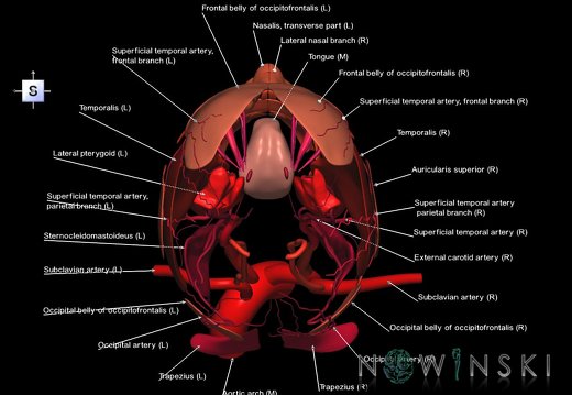 G2.T17.2-20.1.V5.C2.L1.Extracranial arteries all–Head muscles all